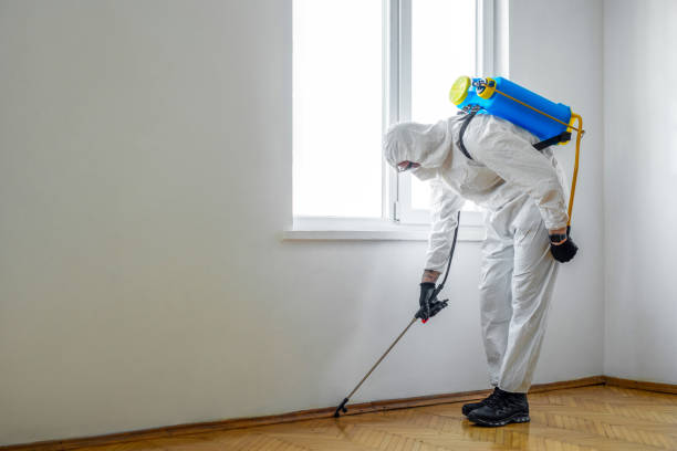 Wasp Removal Services in Amityville, NY