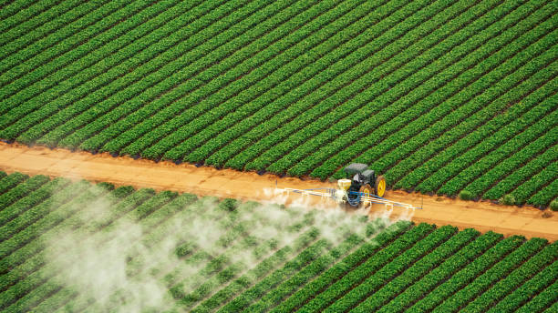 Best Pest Removal Services  in Amityville, NY