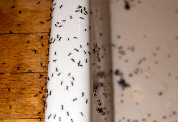 Best Termite Control Services  in Amityville, NY