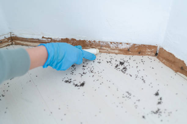 Best Emergency Pest Control  in Amityville, NY